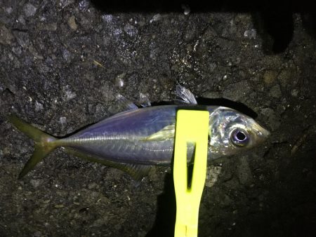 アジ釣り～飲ませ釣りまで順調